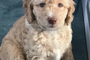 Puppyproof en alles in huis?